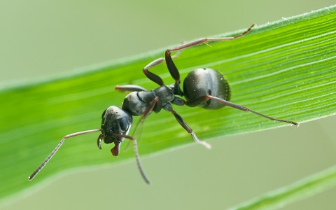 Gracias a su olfato, las hormigas pueden detectar el cÃ¡ncer